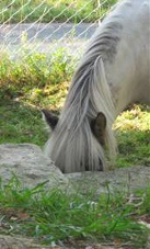 Tiere Paco nah mit Sicht auf Ohren