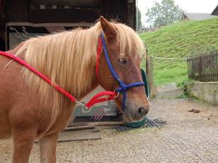 Tiere Mike mit neuem Halfter