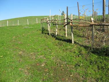 Offenstall und Weide bei Beerengarten