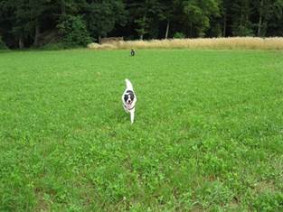 Hundesitting Jasper und Joya vor Wald Huttwilerberg