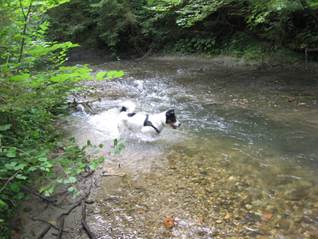 Hundesitting Jasper in Buebeglongge Juli 2016