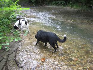 Hundesitting Jasper und Joya Buebeglongge