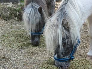 Tiere Laiko und Paco bei Heu fressen Portraits