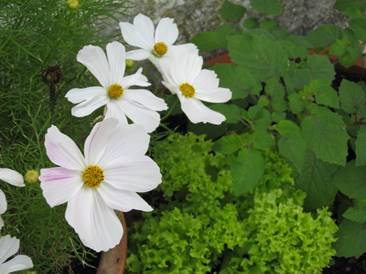 Impfessionen weisse Blumen und Gemüse