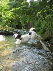 Jasper Juli 2015 hat Stecken im Bach