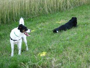 Hundesitting Spaziergang mit Rast