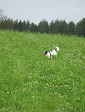 Hundesitting Japser rennt über Wiese Juli 2016